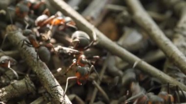 Ormanda karınca yuvasında çalışan karıncalar.