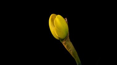 Sarı nergis çiçeğinin siyah arkaplanda açtığı zaman dilimi videosu.
