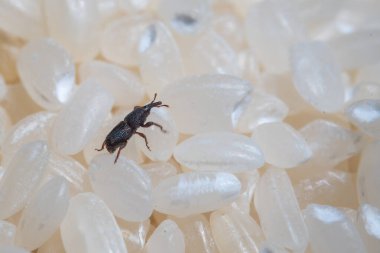 Sitophilus Conicollis böceği (Rice buğday biti).