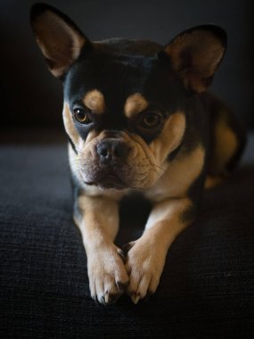 Fransız Bulldog - Siyah ve Tan - Portre - Koltuğun kenarında Ön Pençeler