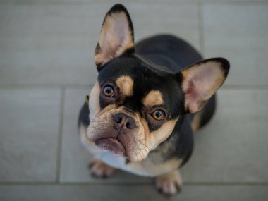Fransız Bulldog - Siyah ve Tan - Sahibine Bakan Şirin