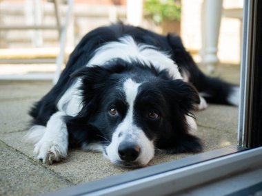 Collie Sınırı - Siyah ve Beyaz - Pençe Gösteren Sevimli Poz