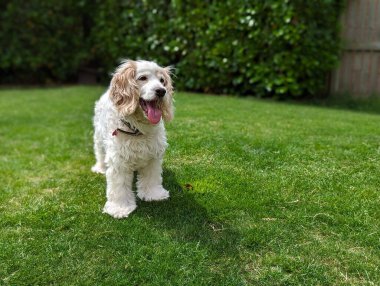 Spaniel Cockapoo - White - Fluffy Standing on Green Grass Needs Grooming clipart