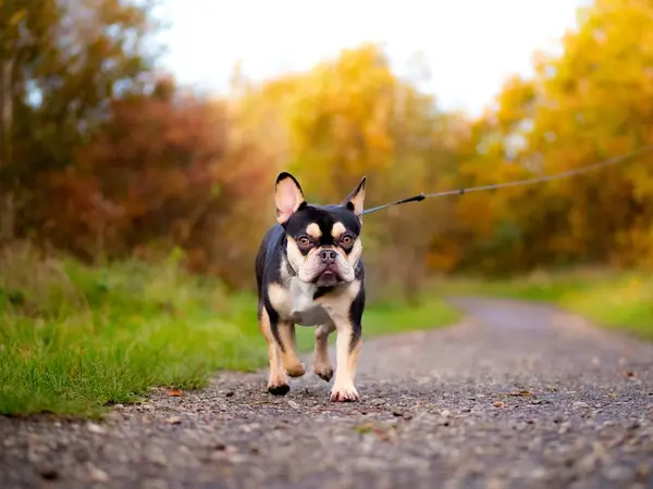 French Bulldog - Black and Tan - Autumn Colours Walking To Camera