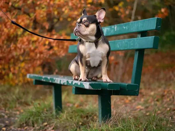 French Bulldog - Black and Tan - Autumn Colours Sitting on Bench