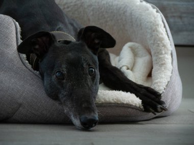 Eski yarış köpeği, yüzünü kapatır köpek yatağında kulaklarını kapatır.