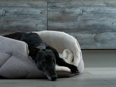 Eski Yarış Köpeği Kara Köpek Mutfakta köpek yatağında yatıyor