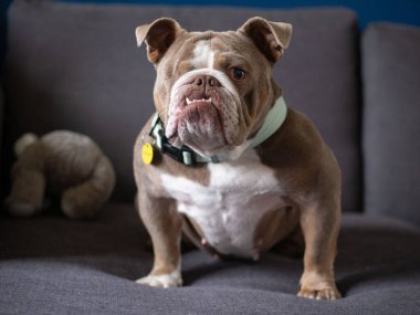 Grumpy female bulldog with broad shoulders sitting on sofa - Lilac White clipart