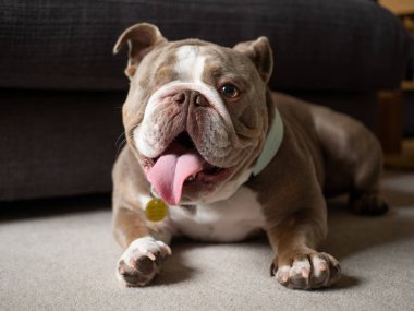 Bulldog nefes nefese kaldı - kısa burun brachycephalic köpek - solunum problemleri - licac beyaz renkli