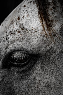 Beyaz yarış atı görüntüsü. Çekim yeri: Sendai, Miyagi Bölgesi