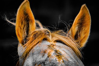 Güzel kahverengi at. Çekim yeri: Sendai, Miyagi Bölgesi