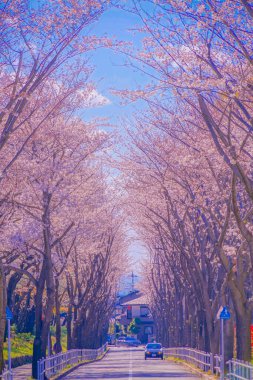 Stadyumdaki kiraz çiçekleri (Tokyo Chofu City). Çekim yeri: Tokyo Chofu Şehri