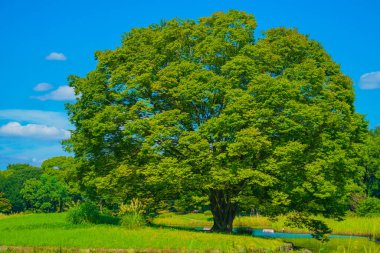 Park wrapped in fresh green. Shooting Location: Tachikawa City, Tokyo clipart