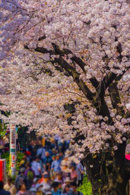 Meguro Nehri boyunca kiraz çiçekleri. Çekim yeri: Meguro -ku, Tokyo