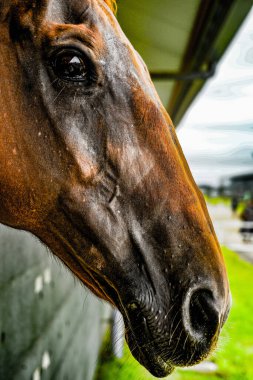 Güzel kahverengi at. Çekim yeri: Sendai, Miyagi Bölgesi