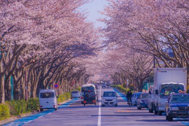 Stadyumdaki kiraz çiçekleri (Tokyo Chofu City). Çekim yeri: Tokyo Chofu Şehri