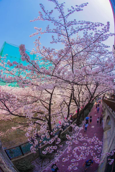 Άνθη Κερασιάς Κατά Μήκος Του Ποταμού Meguro Τοποθεσία Meguro Τόκιο — Φωτογραφία Αρχείου