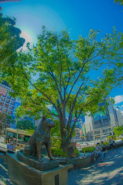 Shibuya Stasyonu Nun Önünde Taze Yeşil Çekim Yeri Shibuya Tokyo — Stok fotoğraf