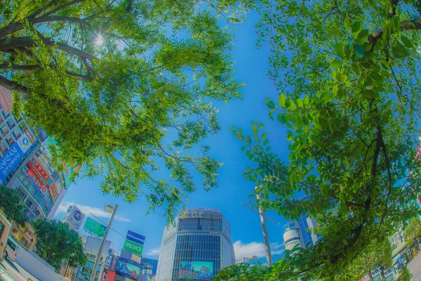 Verde Fresco Frente Estação Shibuya Localização Tiro Shibuya Tóquio — Fotografia de Stock