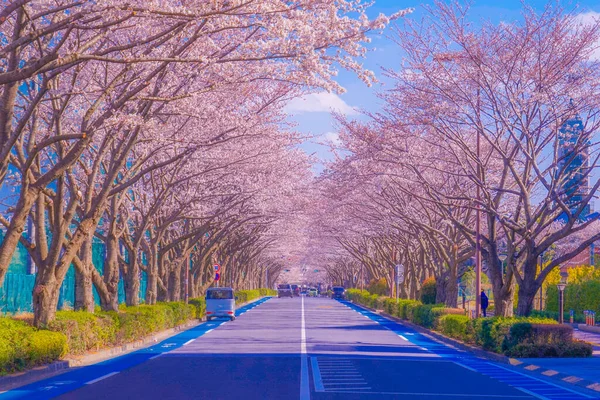樱花盛开在体育场 东京乔福市 射击地点 东京乔福市 — 图库照片