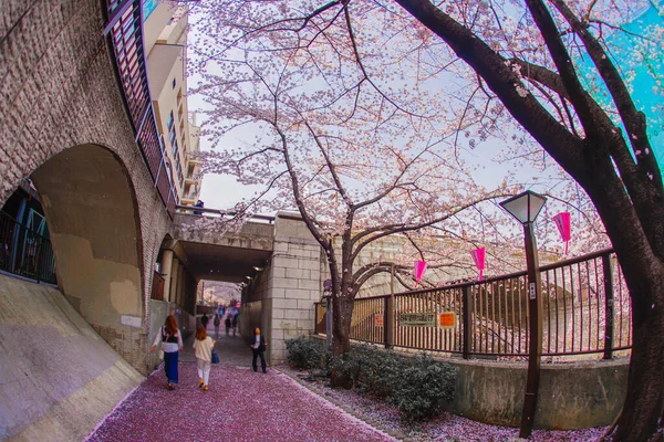 Třešňové Květy Podél Řeky Meguro Umístění Střelby Meguro Tokio — Stock fotografie
