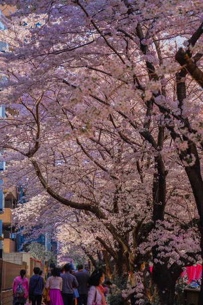 Meguro Nehri Boyunca Kiraz Çiçekleri Çekim Yeri Meguro Tokyo — Stok fotoğraf