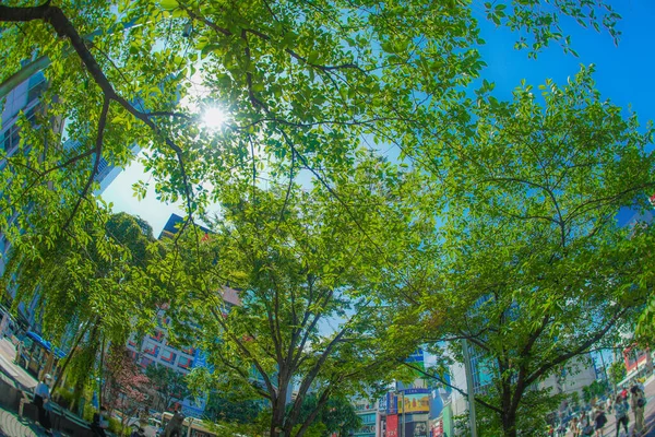 stock image Fresh green in front of Shibuya Station. Shooting Location: Shibuya -ku, Tokyo