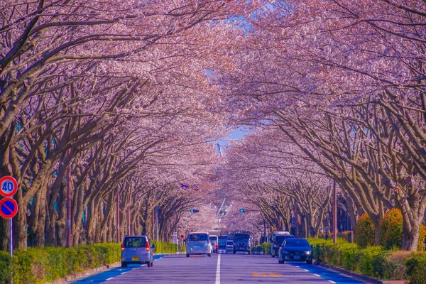 Kirschblüten Auf Dem Stadion Tokyo Chofu City Drehort Tokyo Chofu — Stockfoto