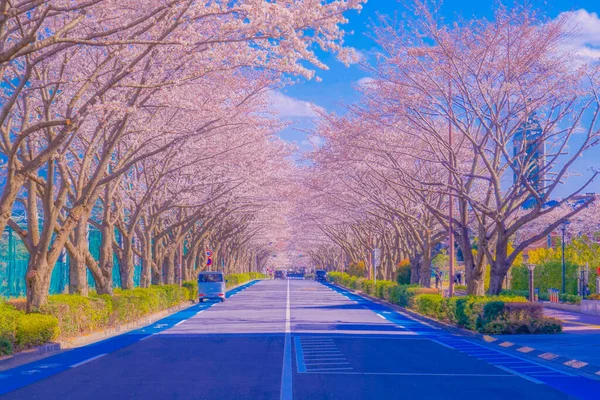 Cherry Blossoms Stadium Tokyo Chofu City Shooting Location Tokyo Chofu — Stock Photo, Image