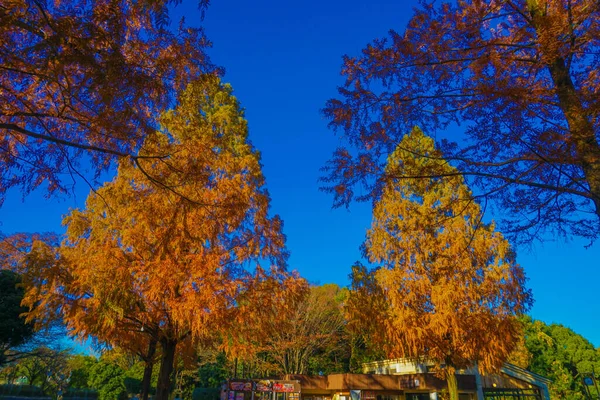 Яскраво Забарвлені Дерева Місце Зйомок Столична Агломерація Токіо — стокове фото