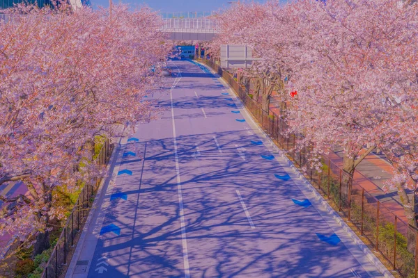 Kwitnie Wiśnia Stadionie Tokyo Chofu City Miejsce Fotografowania Tokyo Chofu — Zdjęcie stockowe