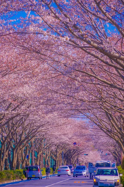 Stadyumdaki kiraz çiçekleri (Tokyo Chofu City). Çekim yeri: Tokyo Chofu Şehri