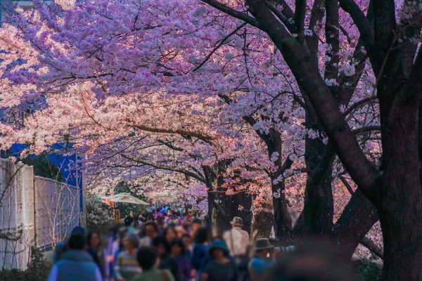 樱花沿着梅古鲁河盛开 射击地点 Meguro Tokyo — 图库照片