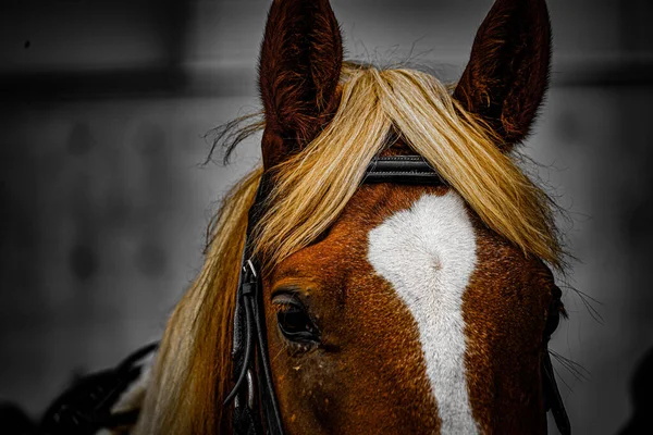 髪の毛の良い茶色の馬 撮影場所 宮城県仙台市 — ストック写真