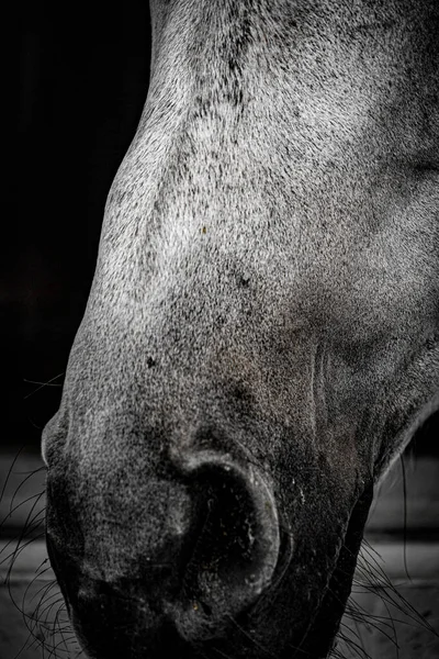 Imagem Cavalo Corrida Branco Localização Tiroteio Sendai Prefeitura Miyagi — Fotografia de Stock