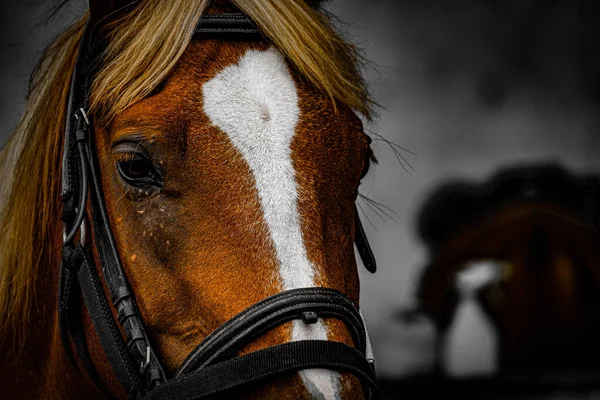 Brun Häst Med Bra Hår Fotografering Plats Sendai Miyagi Prefektur — Stockfoto