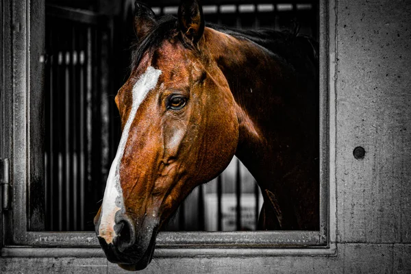 Bruin Paard Dat Uit Het Raam Komt Schietplaats Sendai Prefectuur — Stockfoto