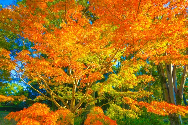 Árboles Colores Vivos Ubicación Del Disparo Zona Metropolitana Tokio — Foto de Stock