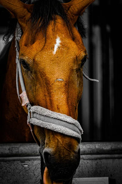 Cavallo Bruno Che Esce Dalla Finestra Ubicazione Delle Riprese Sendai — Foto Stock
