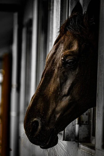 Bruin Paard Dat Uit Het Raam Komt Schietplaats Sendai Prefectuur — Stockfoto