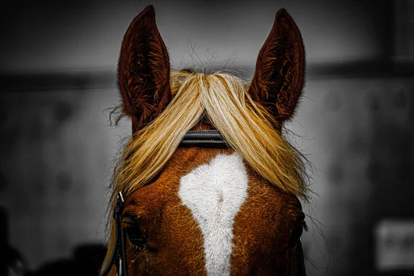 Hnědý Kůň Dobrými Vlasy Místo Střelby Sendai Prefektura Miyagi — Stock fotografie