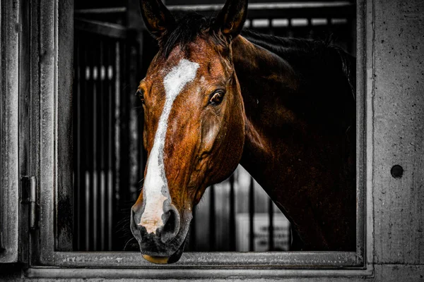 棕色的马从窗户出来了 射击地点 宫城县仙台 — 图库照片