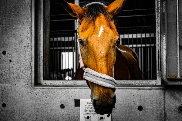 Brun Häst Som Kommer Genom Fönstret Fotografering Plats Sendai Miyagi — Stockfoto