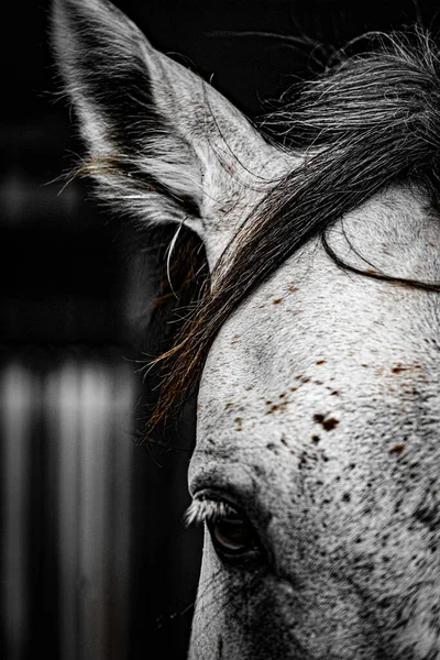 Immagine Cavallo Corsa Bianco Ubicazione Delle Riprese Sendai Prefettura Miyagi — Foto Stock