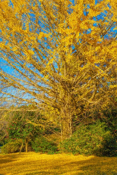 Яскраво Забарвлені Дерева Місце Зйомок Столична Агломерація Токіо — стокове фото