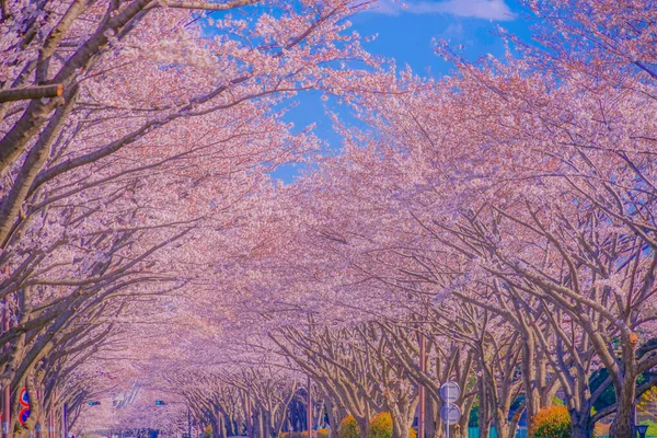 Cherry Blossoms Stadium Tokyo Chofu City Shooting Location Tokyo Chofu — Stock Photo, Image