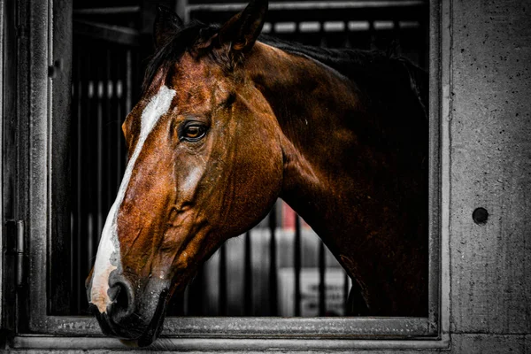 Brun Häst Som Kommer Genom Fönstret Fotografering Plats Sendai Miyagi — Stockfoto