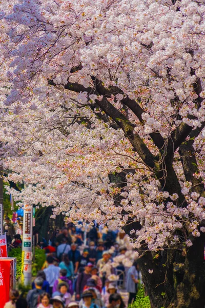 Des Cerisiers Fleurissent Long Rivière Meguro Lieu Tournage Meguro Tokyo — Photo