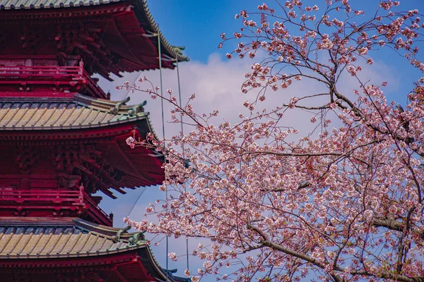 Cereja Floresce Templo Ikegami Honmonji Localização Tiro Ota Tóquio — Fotografia de Stock