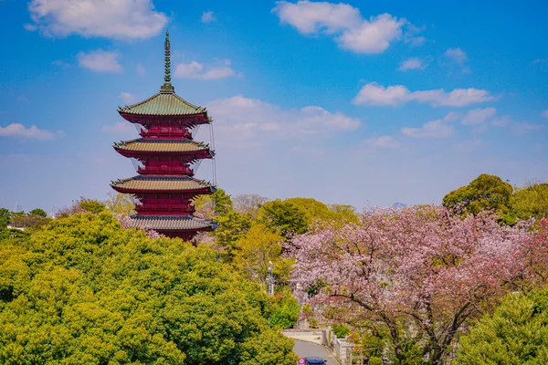 Ανθίζει Κερασιάς Στον Ναό Ικεγκάμι Χονμόνζι Τοποθεσία Ota Τόκιο — Φωτογραφία Αρχείου